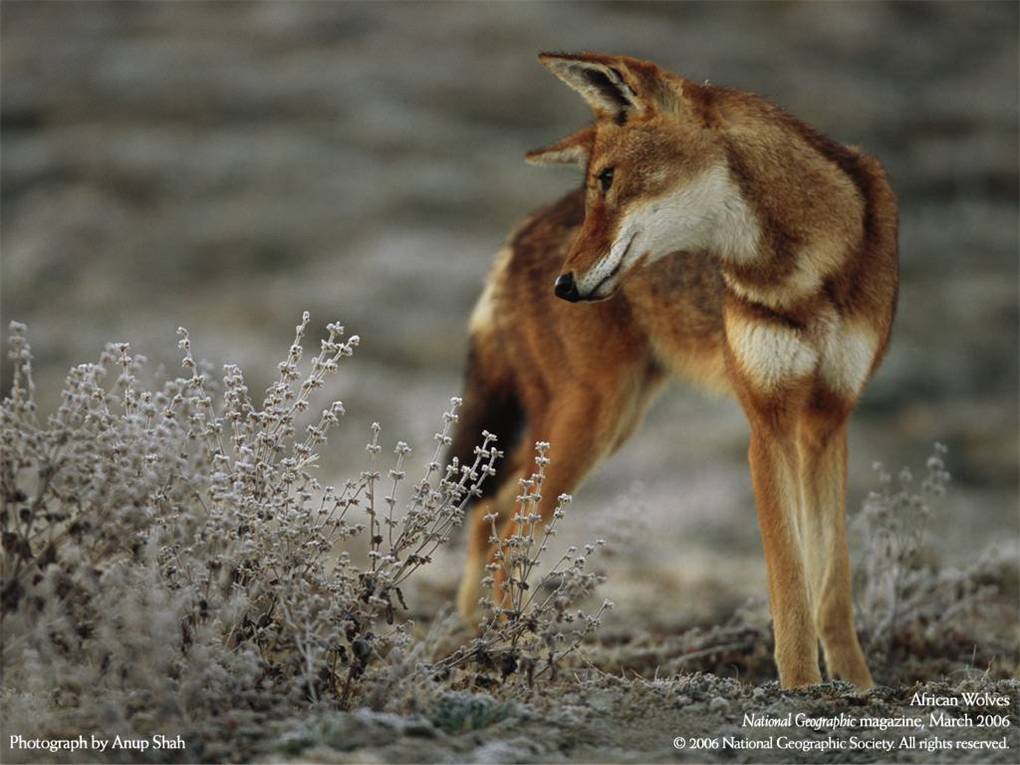   National Geographic 2006 (15 )