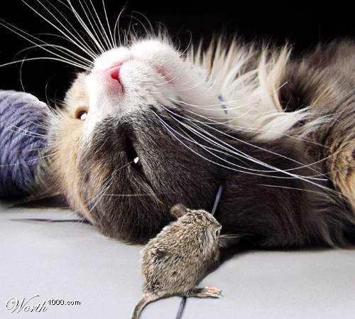 Кошки против мышей (44 фото) 1