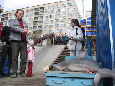 В Неве поймали акулу (13 фото + видео)