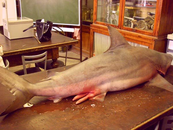 В Неве поймали акулу (13 фото + видео)
