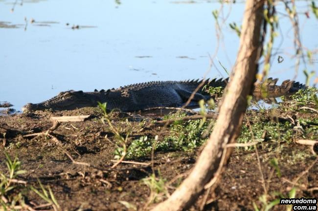 Самый большой из всех существующих крокодилов, достигает 6 метров в длину