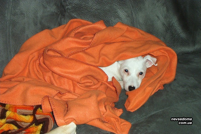 Собаки, которые спят под одеялом (25 фото)