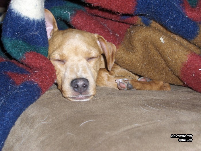 Собаки, которые спят под одеялом (25 фото)