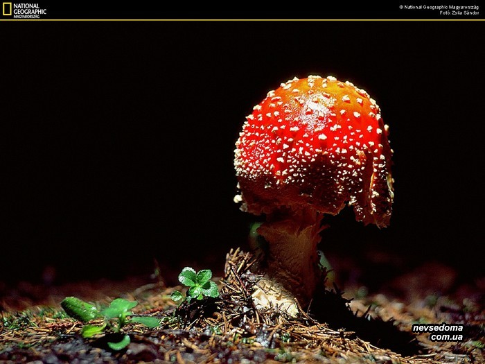  National Geographic (52 )