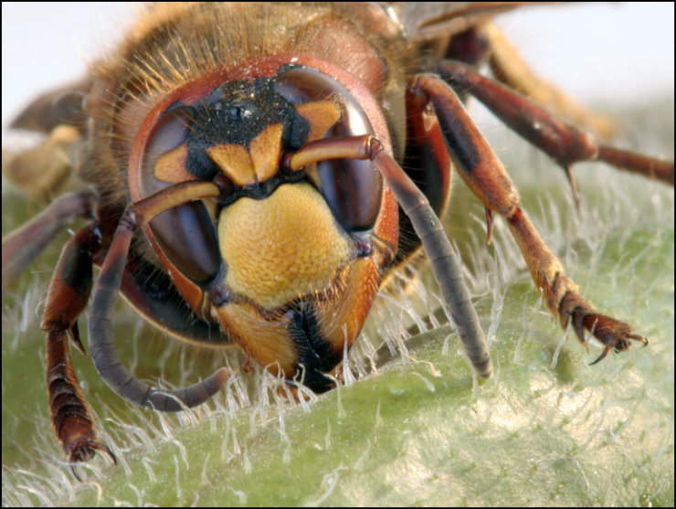 Макрофотографии насекомых (61 штука)