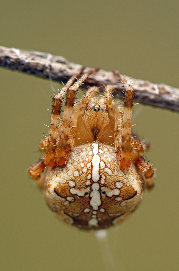 Макрофотографии насекомых (61 штука)