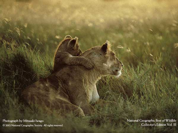  National Geographic (14 )