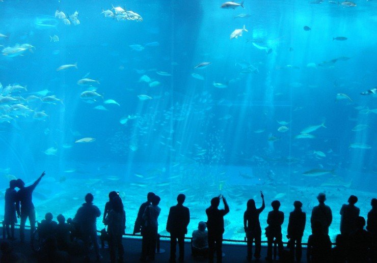Okinawa Churaumi Aquarium -    (66 )