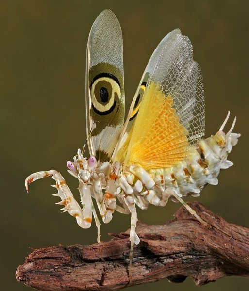 Красавцы насекомые (15 фото)