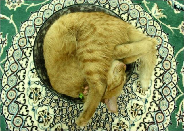 Где спят кошки (16 фото)