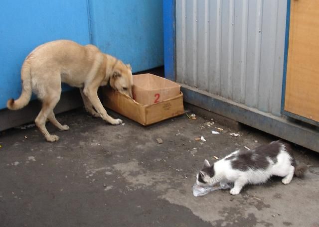 Коты против собак (18 Фото)