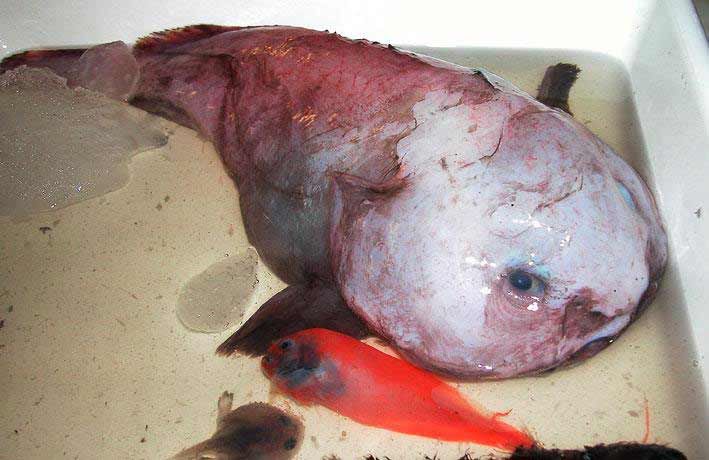 3. Blob Fish or Blob Sculpin