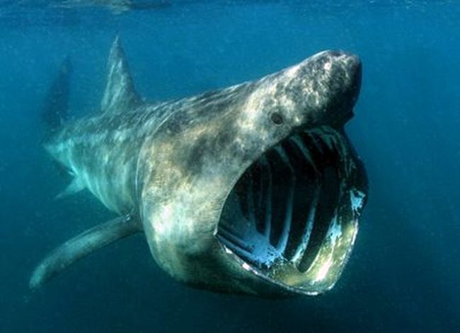 7. Basking Shark
