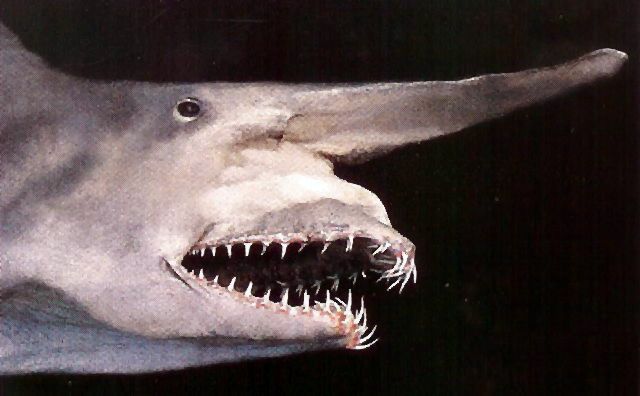 8. Goblin Shark