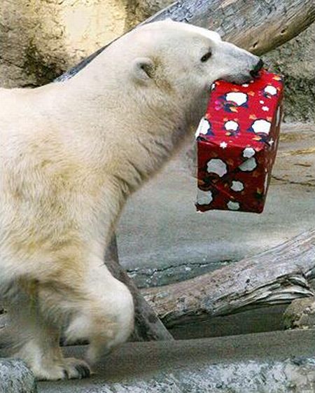 Рождество у животных в зоопарках (17 фото)
