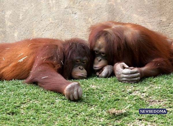 Эти милые орангутанги (34 фото)