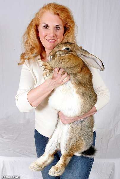 Эмо кролик (5 фото)