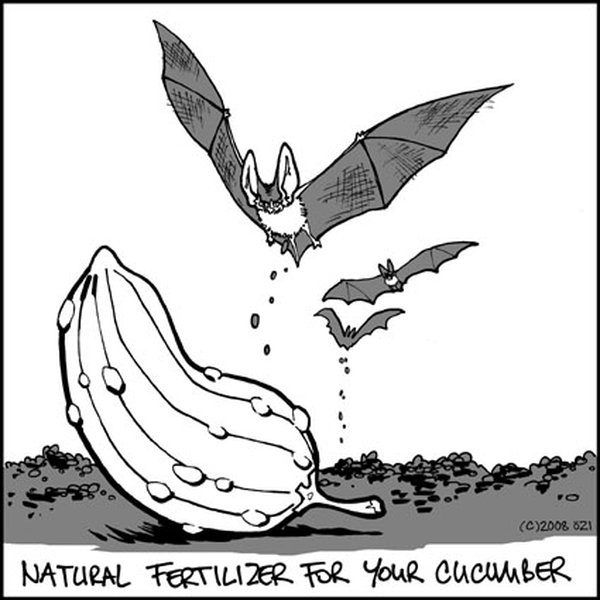 Natural Fertilizer for your cucumber