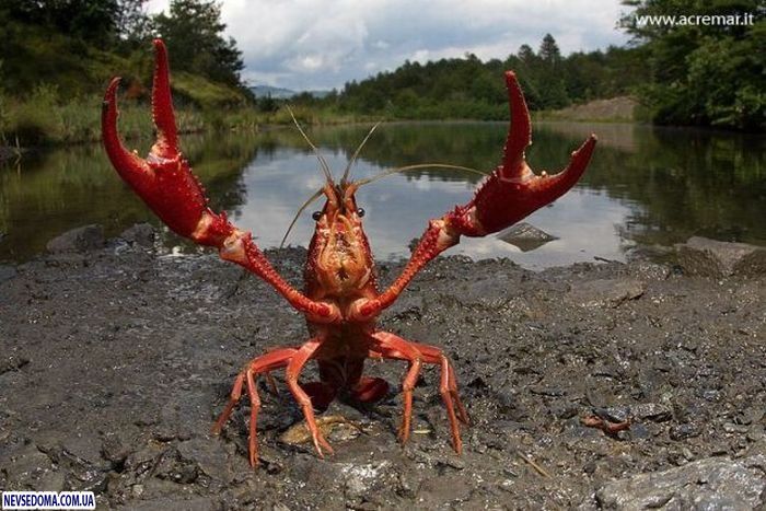 Прикольные картинки Прикольные картинки