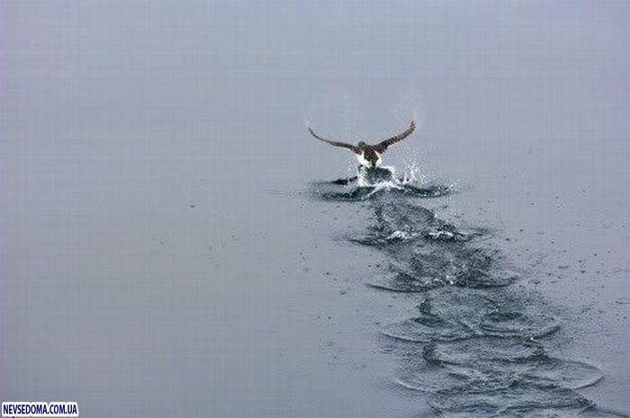 Прикольные картинки Прикольные картинки