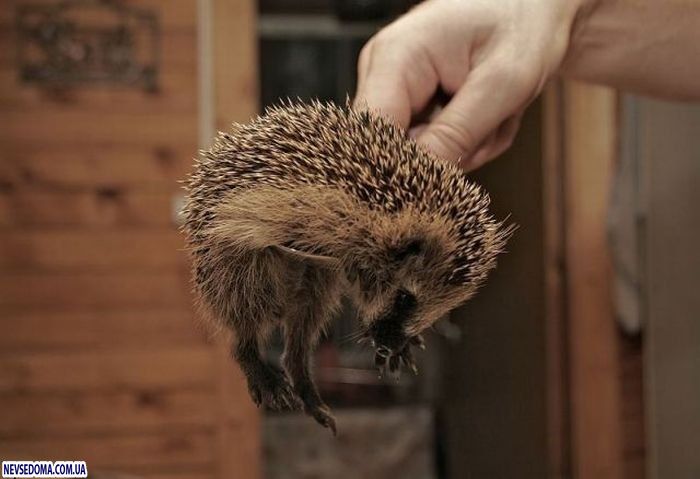 Прикольные картинки Прикольные картинки