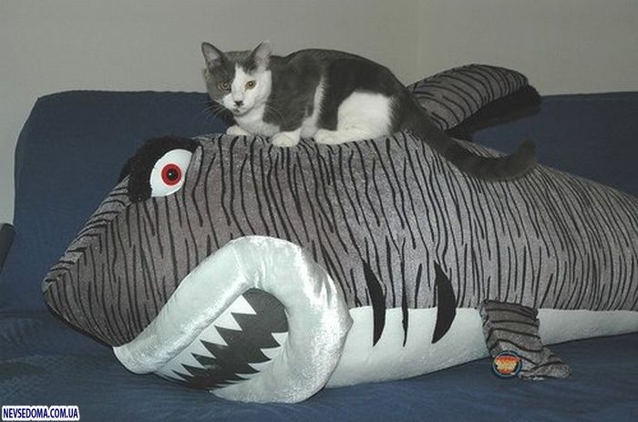 Прикольные картинки Прикольные картинки