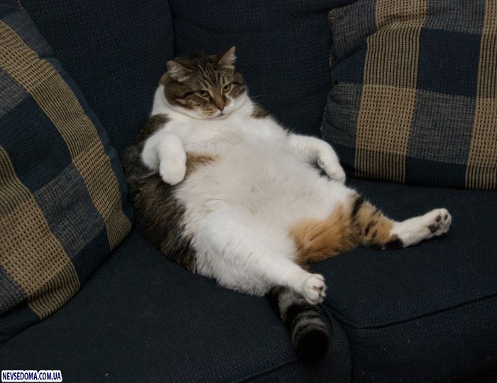 Прикольные картинки Прикольные картинки