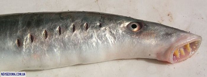 Прикольные картинки Прикольные картинки