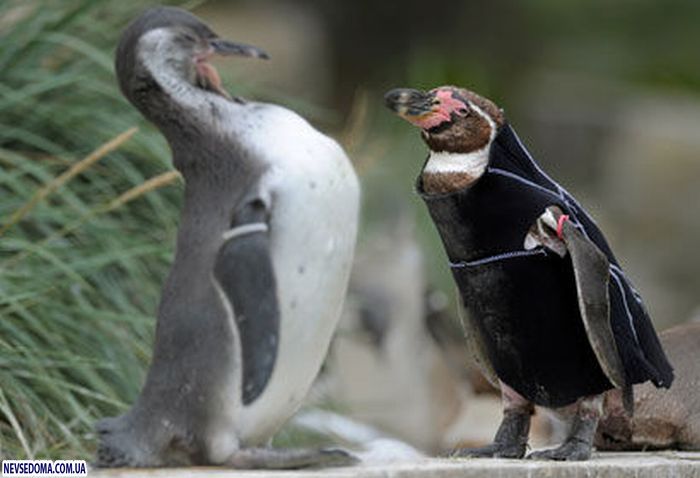 Прикольные картинки Прикольные картинки