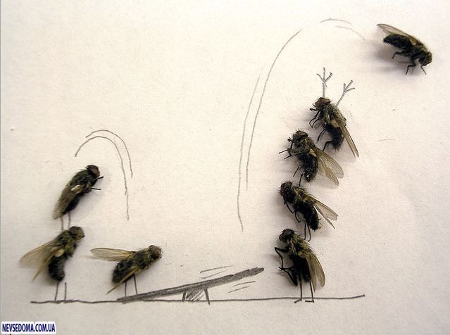 Креатив из мух (15 фото)