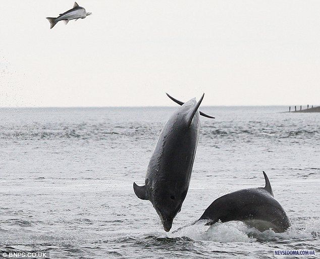 Дельфины на рыбалке (4 фотографии), photo:2