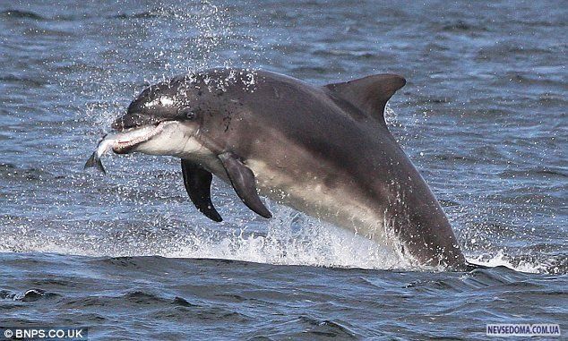 Дельфины на рыбалке (4 фотографии), photo:3