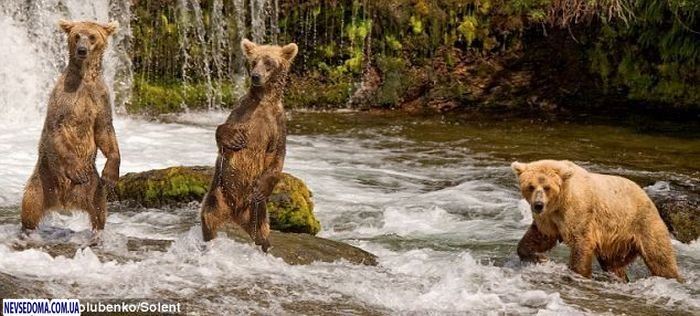 Мать учит медвежат ловить рыбу (4 фото)