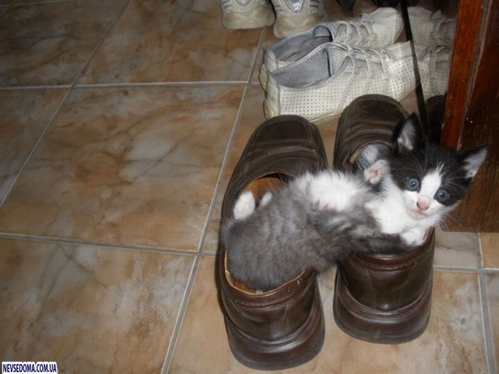 Котята в туфлях (8 фото)