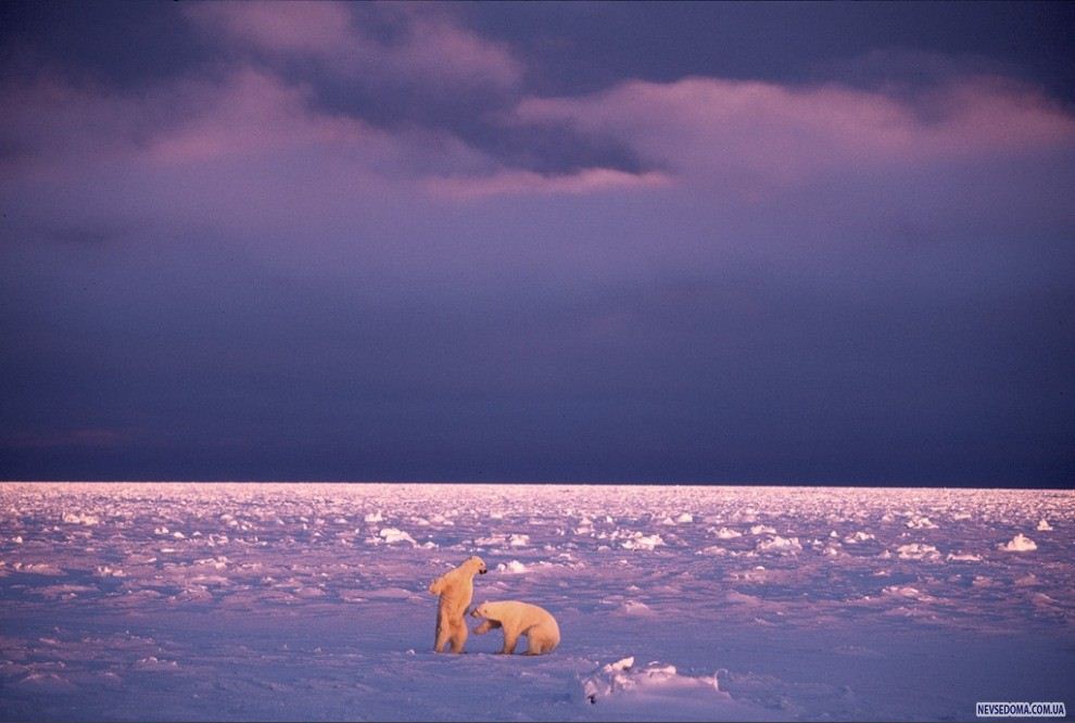 3.          -   , , .  ,          . (Paul Nicklen)