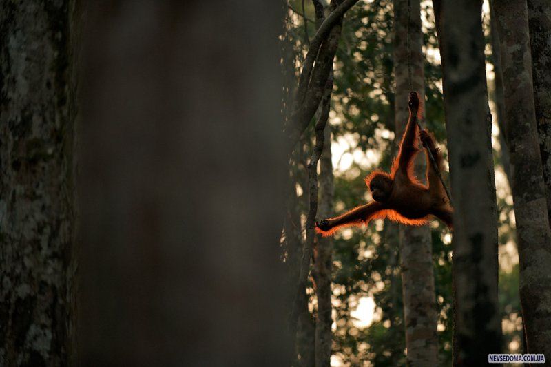  National Geographic's (25 ), photo:12