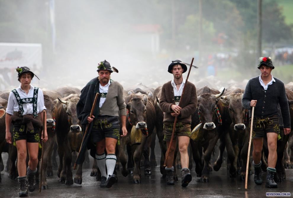 13) Фермеры со своим скотом возвращаются с гор, где они провели лето. (Miguel Villagran/Getty Images News/ fotobank.ua / 11 сентября 2009/ Германия)