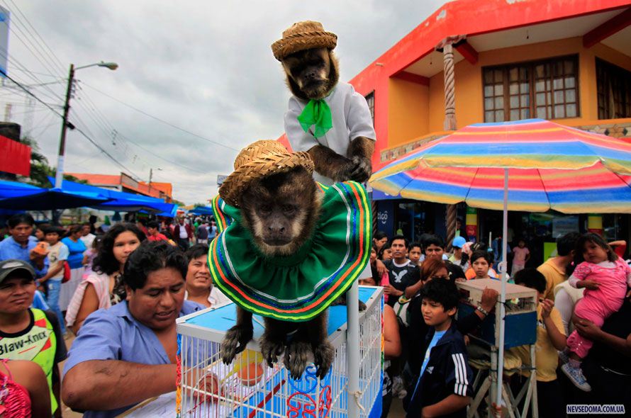 13.            , . (AP Photo/Jorge Saenz)