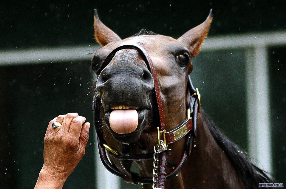 4.   «Belmont Stakes»   «  »             , -, 5 . (REUTERS/Mike Segar)