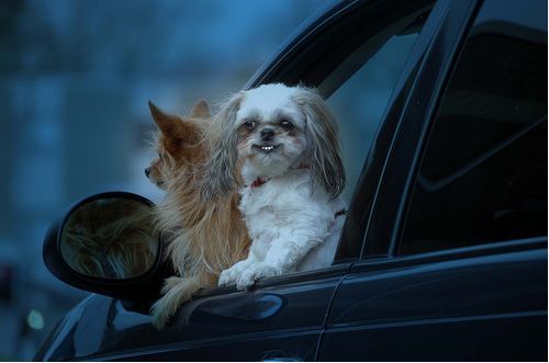 Собаки и машины (15 Фото)