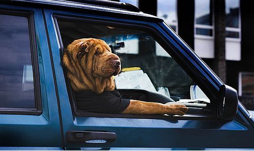 Собаки и машины (15 Фото)