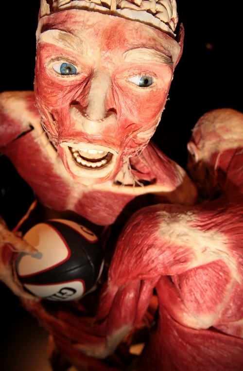  Body Worlds (10 )