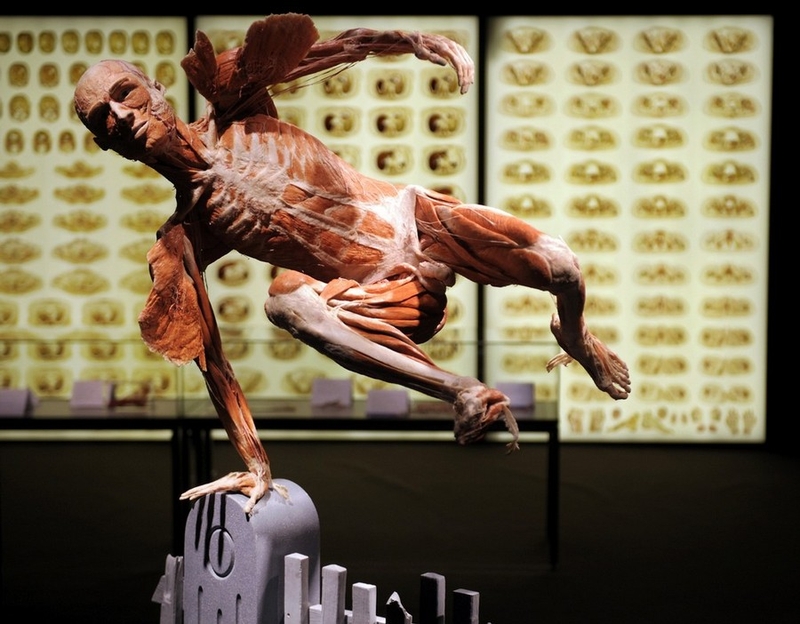  Body Worlds (10 )