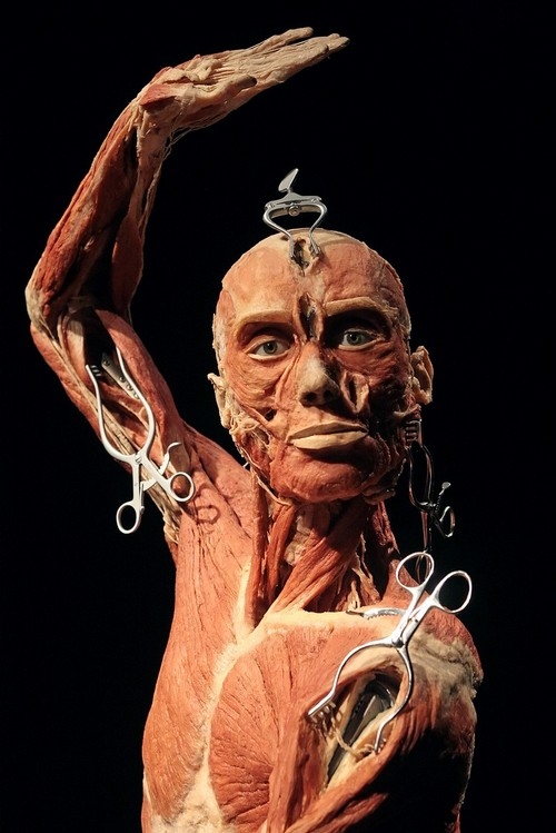  Body Worlds (10 )