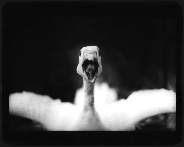 Giacomo Brunelli (30 ), photo:19