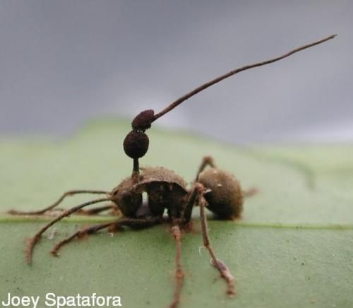    ,   .       .    ,    ,     .     ,  .            .  ,     – ,       . ,       (   )         1 ..  .     Camponotus leonardi,                              25 .