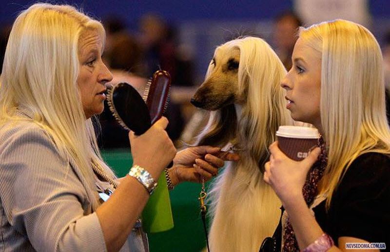 1143 Crufts 2009