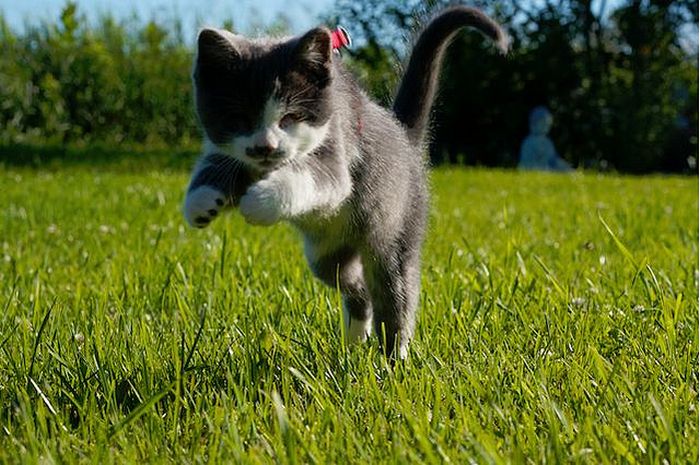 Слепой котенок (13 фото)