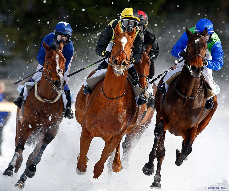 25.      ()       «White Turf horse»,     , , 24 . (AP Photo/Keystone/Arno Balzarini)