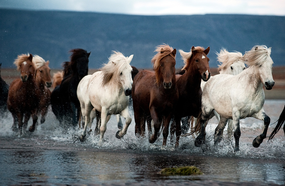 1413 Лошади в северной Исландии